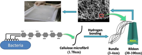 Weili Hu, Shiyan Chen Functionalized bacterial cellulose derivatives and nanocomposites. Carbohydrate Polymers 101, 2014, 1043-1060.